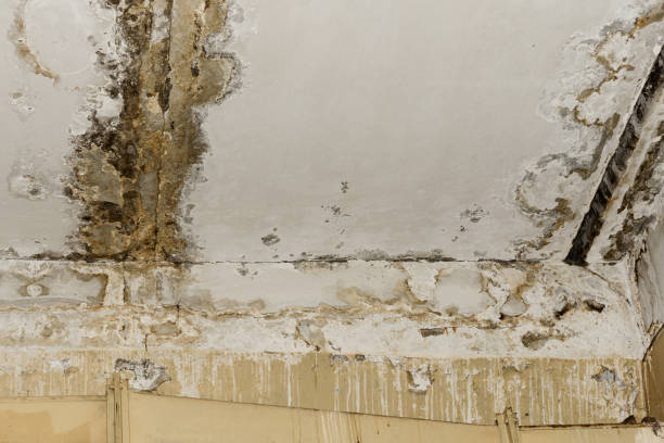 Best Asbestos and Lead Testing During Mold Inspection  in South Huntington, NY